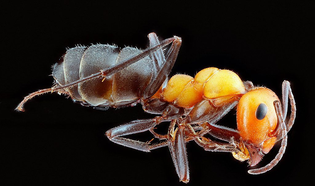 Ant Control service in West Palm Beach, FL