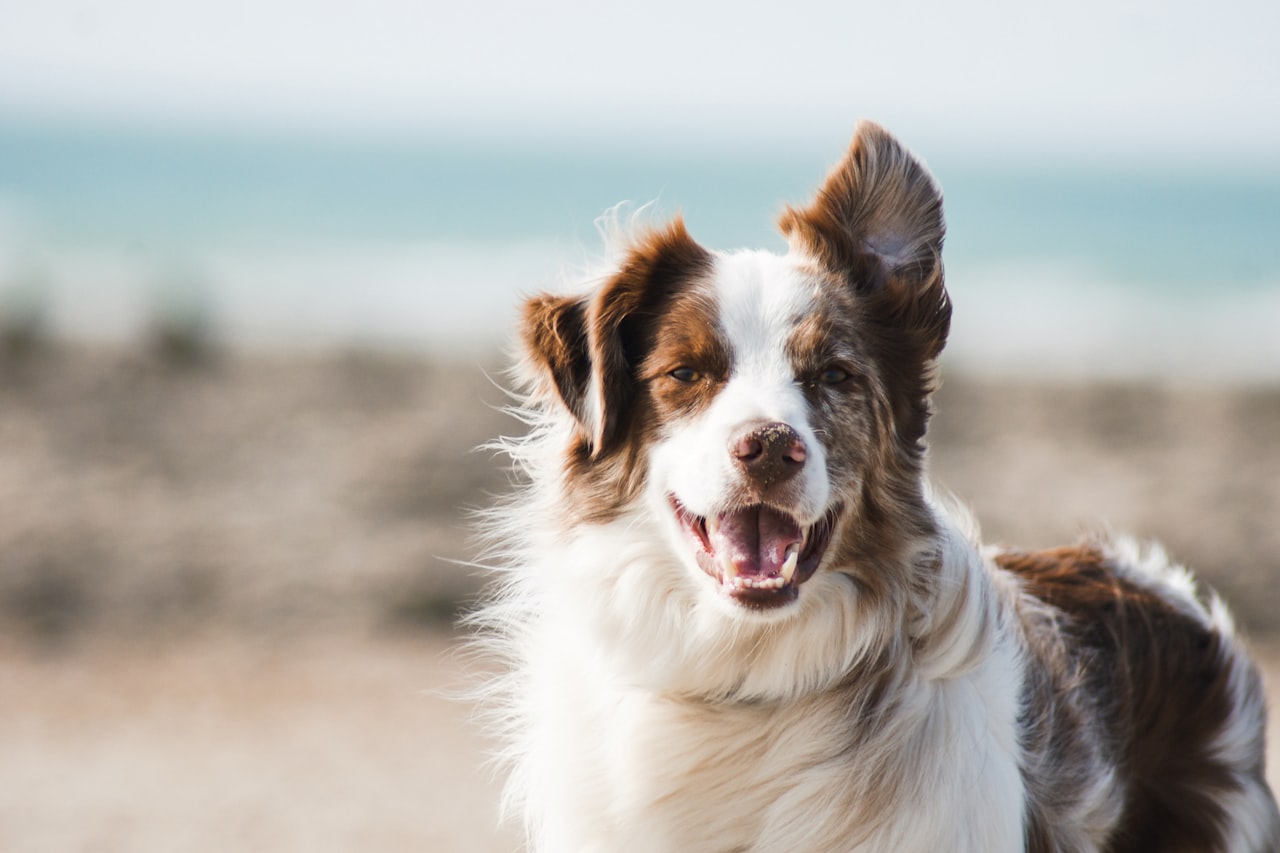 Flea & Tick Control service in West Palm Beach, FL