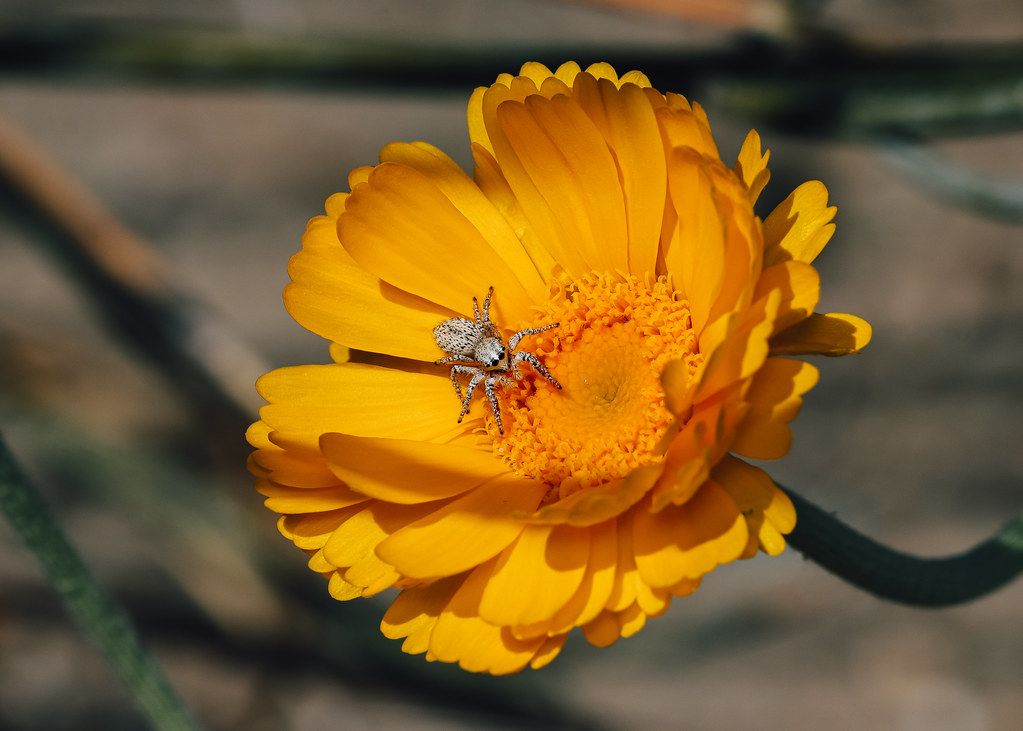 Spider Control service in West Palm Beach, FL